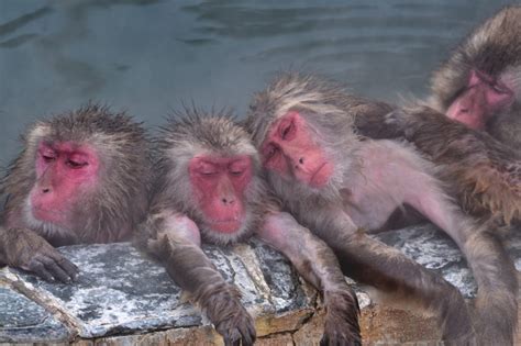 函館で猿が温泉を楽しむ熱帯植物園のサル山温泉！写真やアクセス情報も！ そらいろ～日本が魅せる多彩な表情～