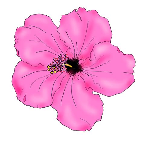 Hibiscus Drawing Simple Clipart Best
