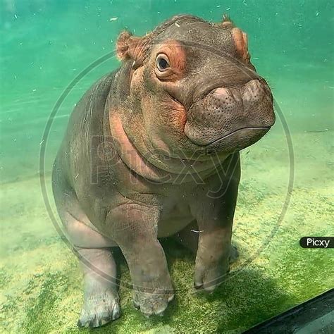 Image Of Baby Hippo Underwater Dd288434 Picxy