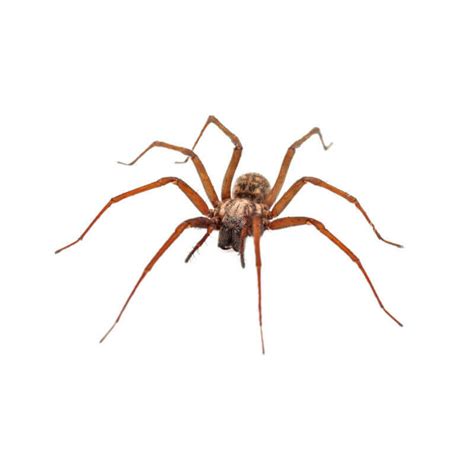 15 Common Spiders In Pennsylvania That Invade Your Home