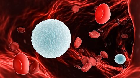 Hematologie 2 De Witte Bloedcellen Online Vet Training