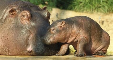 Baby Hippo And Its Mom In Berlin Zoo Animals