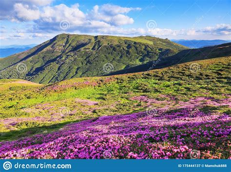 A Lawn With Flowers Of Pink Rhododendron Mountain Landscape With