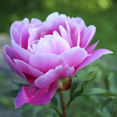 Pink Peony Photograph By Ingrid Smith Johnsen Fine Art America