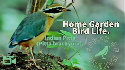 Indian Pitta Pitta Brachyura An Exquisite Bird Youtube