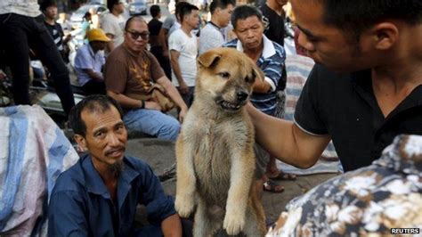 The Countries Where People Still Eat Cats And Dogs For Dinner Bbc News
