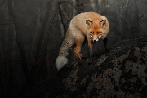 Fox In Dark Forest Wallpaper For 2880x1920