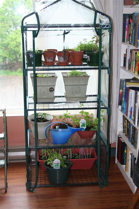 Did you scroll all this way to get facts about glass flower ? Greenhouse | Timber greenhouse, Cheap greenhouse ...