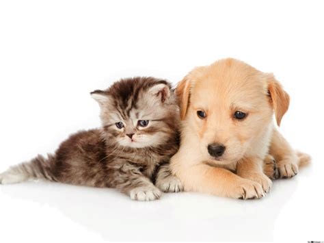 Kitten And Puppy Wallpapers Top Những Hình Ảnh Đẹp