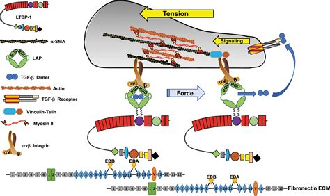 Hyaluronan Transforming Growth Factor β and Extra Domain A