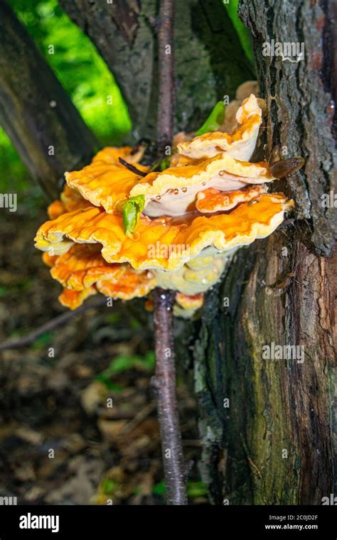 Yellow Tree Fungus Hi Res Stock Photography And Images Alamy