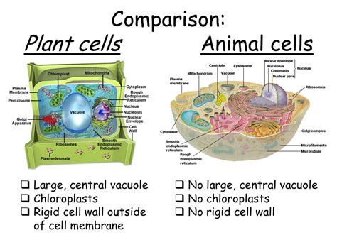 The vacuoles contain cell sap, which is a solution of sugars, amino acids, mineral salts the major function of plant vacuole is to maintain water pressure known as turgor pressure , which maintains the plant structure. Cell Types and Cell Structure - Presentation Biology