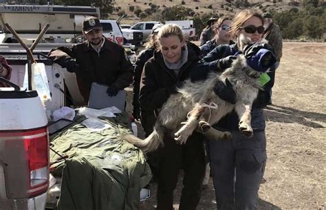 Rough Start To The Year For Mexican Gray Wolves Cattle Knau Arizona