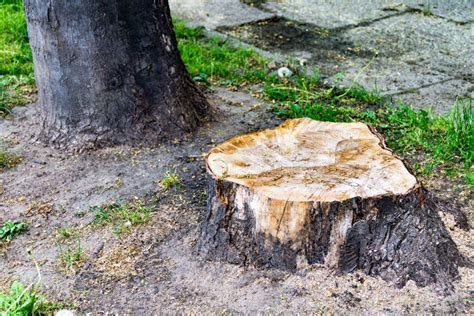 Fresh Stump A Cut Tree Roots From A Tree Stock Photo Image Of