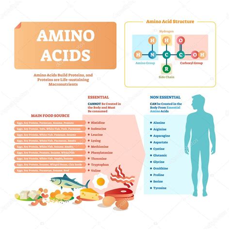 Ilustración Vectorial De Aminoácidos Lista Con Alimentos Y ácidos