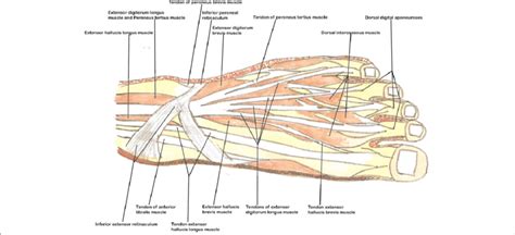 The direct correlation between the force in the tendon, given by the area below the force diagram, and the elongation of the strand. Muscles and tendons of the dorsum of foot. | Download Scientific Diagram