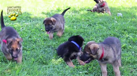 They have an appearance of stoicism. German Shepherd Puppies - YouTube