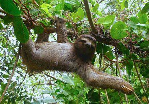 Sloth Amazon Rainforest Three Toed Sloths Animals Animals Amazing