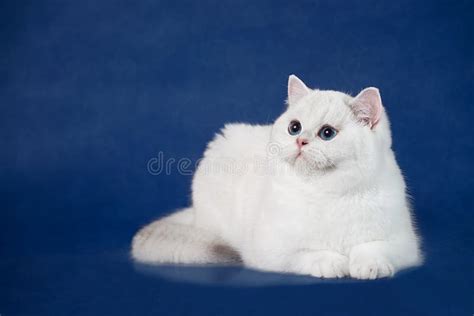 British White Shorthair Young Cat With Magic Blue Eyes Britain Kitten