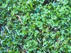 Amgrow pty ltd 3/29 birnie ave lidcombe nsw 2141 phone: Turf Tips: Fighting winter weeds - Jimboomba Turf