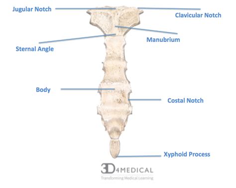Sternal Notch Anatomy