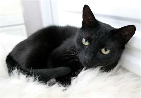 Black Cats Biological Science Picture Directory