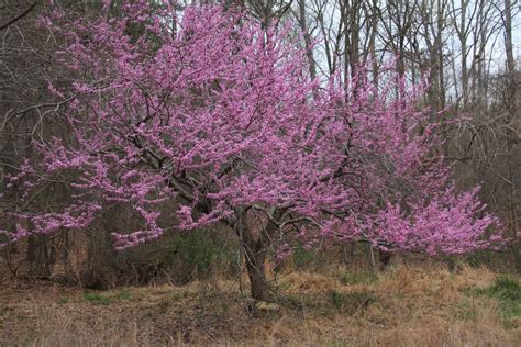 26 Great Flowering Trees For Michigan Gardens Progardentips