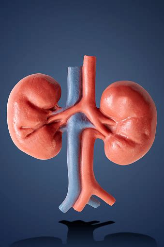 Renal Medicine And Kidney Physiology With A Medical Leaning Model Of A