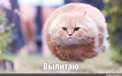 Create Meme Cat Cats Flying Cat Pictures Pictures Meme