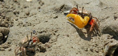 Fiddler Crab Habitat