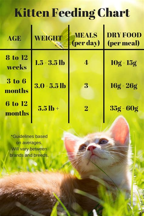 In the summer, it gets funky sooner than it does in the winter. Feeding Your Kitten - Helpful Kitten Feeding Schedules and ...