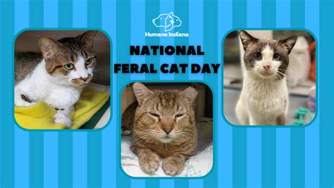 National Feral Cat Day — Humane Indiana