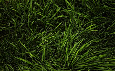Download Wallpapers Green Grass Texture Macro Plant Textures Grass