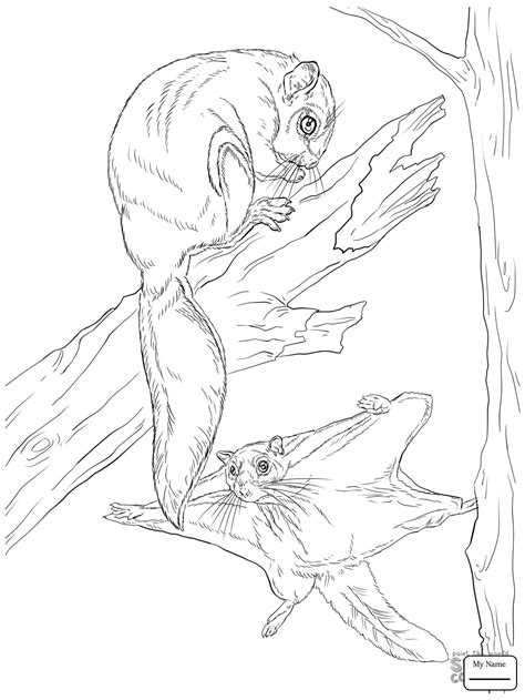 Flying Squirrel Drawing At Getdrawings Free Download