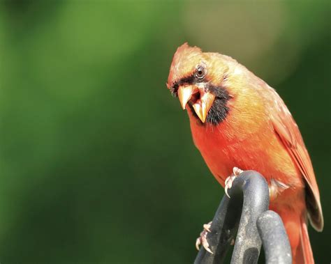 Male Northern Cardinal Free Photo Download Freeimages