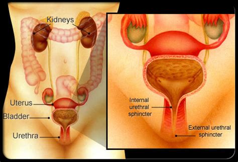 Which body system of a pregnant woman shows the most dramatic physiological changes during pregnancy? Woman's Urinary System
