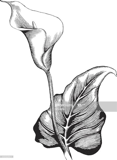 Ilustración De Stock Calla Lilly Flower Drawing Tutorials Flower