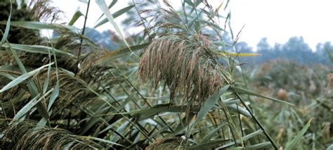 Invasive Phragmites Keweenaw Invasive Species Management Area Kisma