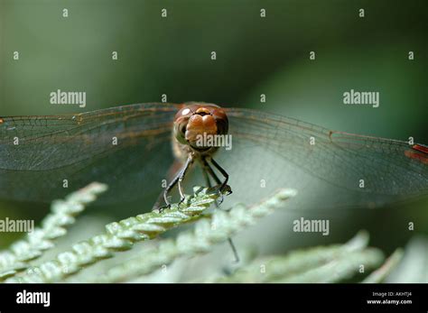 Dragonfly Brown Hawker Stock Photo Alamy
