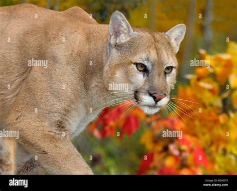 Close Up Of A Cougar Face In An Autumn Forest With Red Maple Leaves