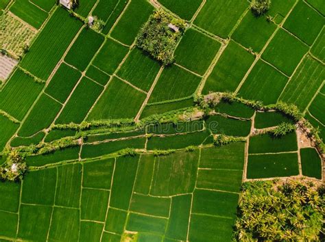 Aerial View Of Rice Fields Natural Textures Stock Image Image Of