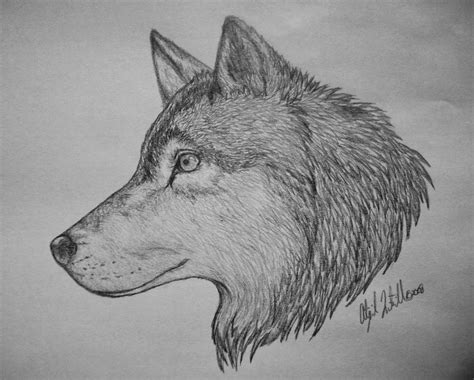 Awesome Wolf Drawings Related Keywords And Suggestions