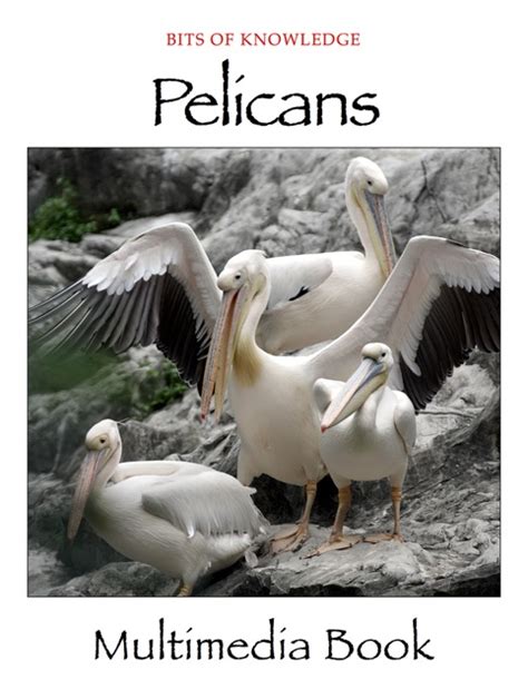 Pelicans By Winktolearn And Virtual Gs On Apple Books
