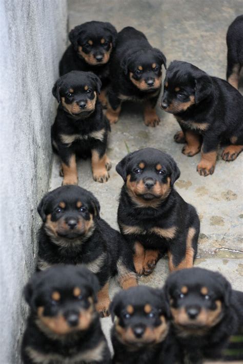 Looking for a good deal on rottweiler baby? we were told there would be pats? | Animals, Cute animals ...