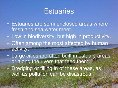 Ppt Estuaries And Intertidal Communities Powerpoint Presentation