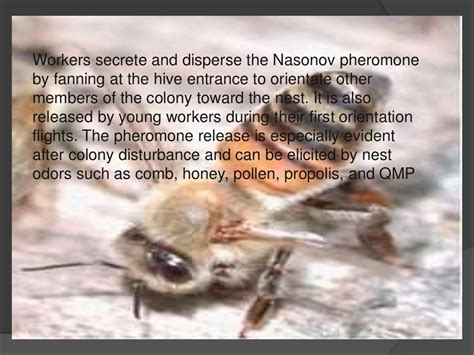 Honey Bee Pheromones