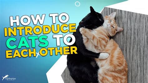 How To Introduce Cats To Each Other Youtube