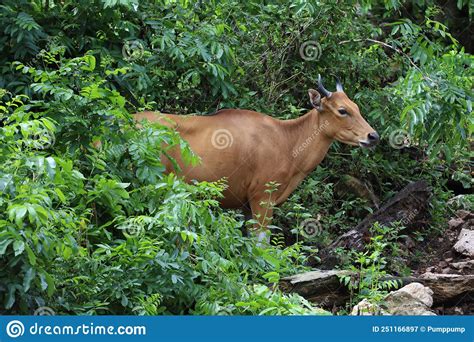 The Female Red Cow In Nature Garden Stock Image Image Of Farm