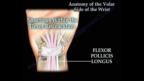 Anatomy Of The Volar Side Of The Wrist Everything You Need To Know