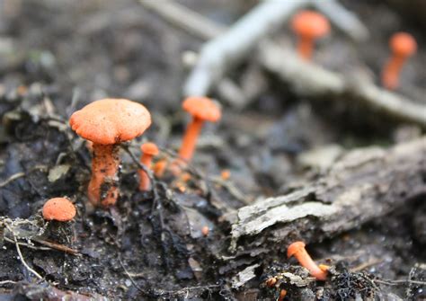 Orange Mushrooms Friends Of Glen Providence Park